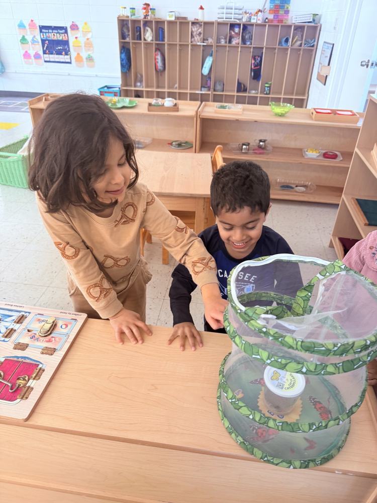 Two children observing caterpillars and butterflies in a classroom butterfly habitat